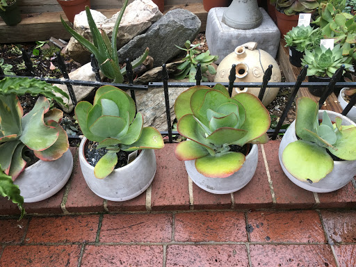 Wholesale Florist «Urban Jungle», reviews and photos, 2603 Sherman Ave NW, Washington, DC 20001, USA