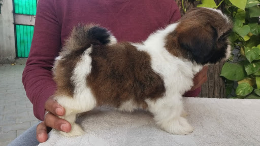 Shihtzu puppies for sale