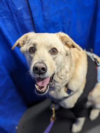 The Canine Coach - South Minneapolis - Photo 2 - Car repair in Minneapolis, MN, St. Paul