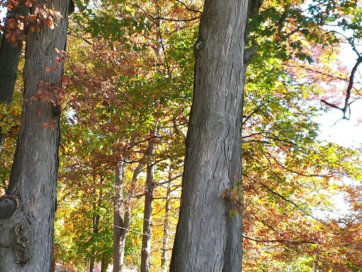 Community Center «Crowell Community Center», reviews and photos, 16630 Lahser Rd, Detroit, MI 48219, USA