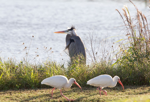 Golf Course «Sanibel Island Golf Club», reviews and photos, 1100 Par View Dr, Sanibel, FL 33957, USA