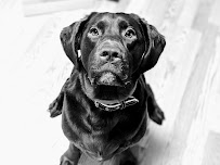 Amara's Pet Care - Photo 8 - Car repair in Arden, NC, Asheville