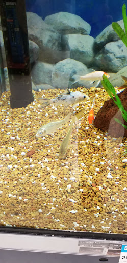 Pet Supply Store «Petco Animal Supplies», reviews and photos, 200 Center Blvd S, Christiana, DE 19702, USA