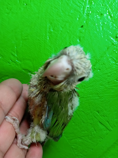 Pet Store «Inez Pet Shop», reviews and photos, 3825 Whittier Blvd, Los Angeles, CA 90023, USA