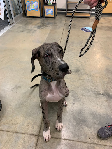 Pet Supply Store «Petco Animal Supplies», reviews and photos, 10225 Ocean Hwy #501, Pawleys Island, SC 29585, USA