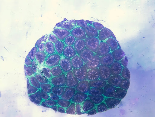 Pet Store «Acuario Piscis», reviews and photos, 3040 W Cermak Rd, Chicago, IL 60623, USA