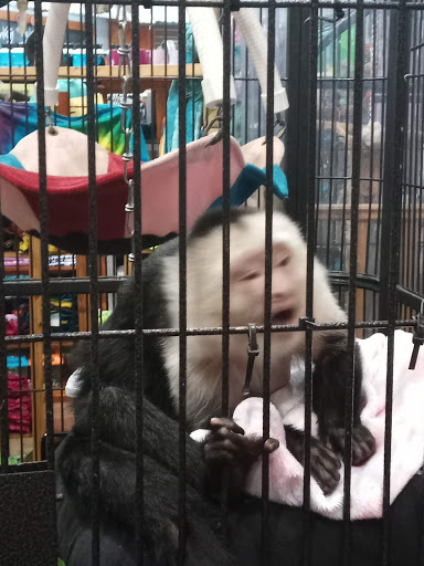 Tattoo and Piercing Shop «Mango Beach Tattoos & Body Piercing», reviews and photos, 11840 Front Beach Rd, Panama City Beach, FL 32407, USA