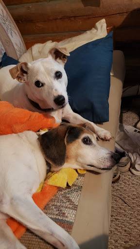 Pet Boarding Service «Pet Palace», reviews and photos, 2803 Trough Springs Rd, Clarksville, TN 37043, USA