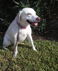 Foxy Furbabies Pet Sitting - Photo 4 - Car repair in , Houston