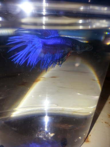 Pet Supply Store «PetSmart», reviews and photos, 132 NJ-31, Flemington, NJ 08822, USA