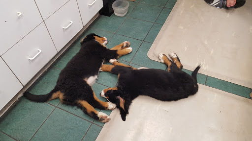 Mechanic «Mostly Automotive Repair», reviews and photos, 253 Biltmore Ave, Asheville, NC 28801, USA