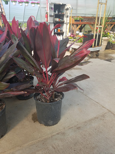 Florist «Frankstown Gardens», reviews and photos, 10158 Frankstown Rd, Pittsburgh, PA 15235, USA