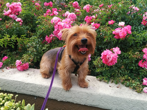 Pet Supply Store «PetSmart», reviews and photos, 573 N McKinley St, Corona, CA 92879, USA