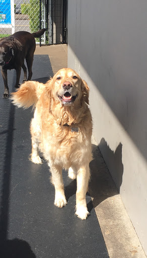 Dog Trainer «Suite Dog Daze», reviews and photos, 2090 Front St NE, Salem, OR 97301, USA