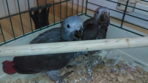 Pet Store «Park Avenue Birds & Pet Supply», reviews and photos, 120 W Center St, West Bridgewater, MA 02379, USA