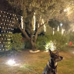 Photo n°2 de l'avis de Francesca.o fait le 12/08/2023 à 22:06 sur le  VOGLIA Pinseria Romana à Villapiana