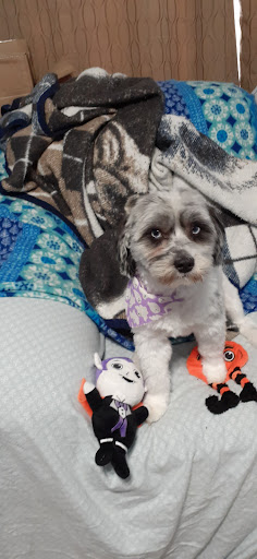 Pet Supply Store «PetSmart», reviews and photos, 1559 Merritt Blvd, Dundalk, MD 21222, USA