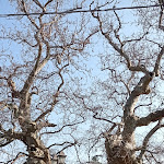 Photo n°1 de l'avis de Pieretta.a fait le 06/03/2022 à 20:04 sur le  Ristorante Al Platano à Caprino Veronese