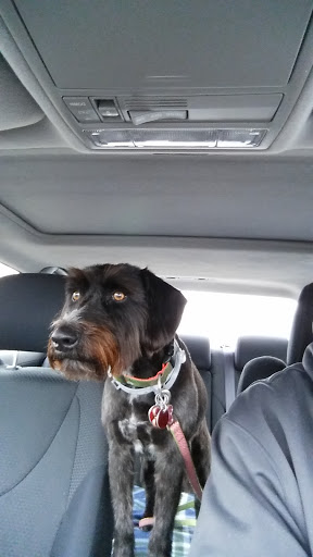 Pet Supply Store «PetSmart», reviews and photos, 250 Grossman Dr, Braintree, MA 02184, USA