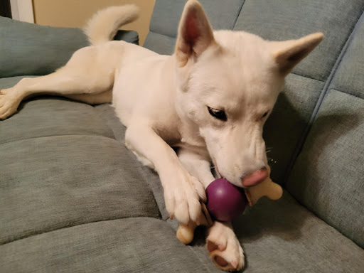 Pet Supply Store «PetSmart», reviews and photos, 1900 W International Speedway Blvd, Daytona Beach, FL 32114, USA