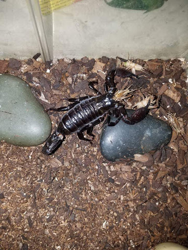 Pet Store «Wet Pet & Reptile Center», reviews and photos, 429 Eastern Blvd, Essex, MD 21221, USA