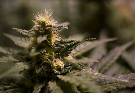 Homeopathic Pharmacy «Kind Pain Management Inc.», reviews and photos, 2636 Youngfield St, Lakewood, CO 80215, USA