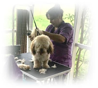 Maribel Pets Grooming - Photo 1 - Car repair in , Lehigh Acres