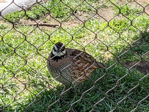 Zoo «Kansas Wildlife Exhibit», reviews and photos, 600-630 Nims N, Wichita, KS 67203, USA