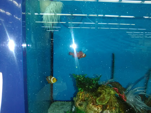 Pet Supply Store «Petco Animal Supplies», reviews and photos, 2435 N Hwy 67, Florissant, MO 63033, USA