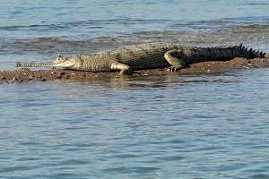 Crocodile Sanctuary Chambal River Palighat image