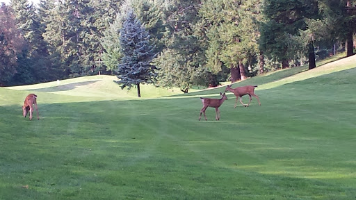 Golf Course «Horseshoe Lake Golf Course», reviews and photos, 1250 SW Club House Ct, Port Orchard, WA 98367, USA