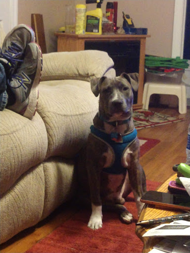 Pet Supply Store «Pet Supplies Plus», reviews and photos, 2410 Augusta Rd, West Columbia, SC 29169, USA