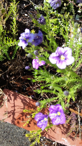 Book Store «Pipe & Thimble Bookstore», reviews and photos, 24830 Narbonne Ave, Lomita, CA 90717, USA