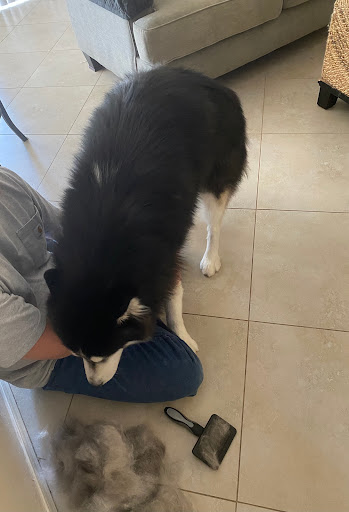 Pet Supply Store «Petco Animal Supplies», reviews and photos, 3452 W Chandler Blvd, Chandler, AZ 85226, USA