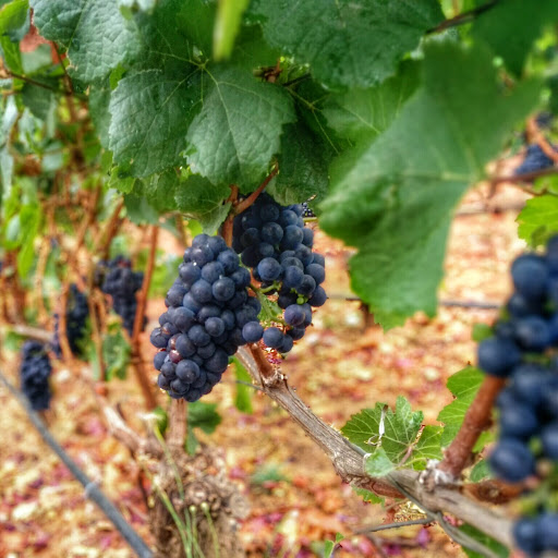 Winery «Archery Summit Winery», reviews and photos, 18599 NE Archery Summit Rd, Dayton, OR 97114, USA