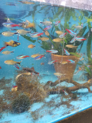 Tropical Fish Store «Reef Life Aquariums», reviews and photos, 5511 US-280 #310, Birmingham, AL 35242, USA