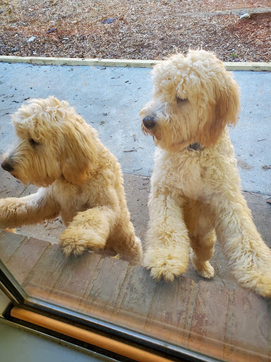 Pet Groomer «U Dirty Dog», reviews and photos, 232 Stevens Entry, Peachtree City, GA 30269, USA