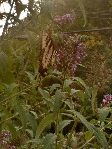 Nature Preserve «Blue Heron Nature Preserve», reviews and photos, 4055 Roswell Rd NE, Atlanta, GA 30342, USA