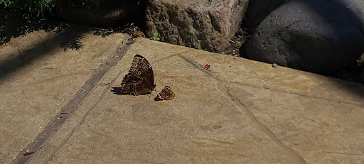 Tourist Attraction «Peck Butterfly House», reviews and photos, 4038 Kaneville Rd, Geneva, IL 60134, USA