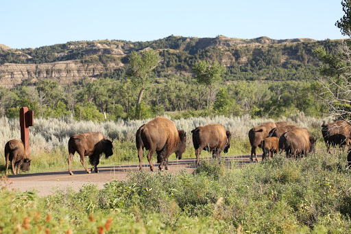 National Park «Theodore Roosevelt National Park», reviews and photos