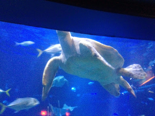 Travel Agency «Travel With The Hopper», reviews and photos, 7828 Village Green Dr, Avon, IN 46123, USA