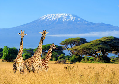 Selected African Safaris