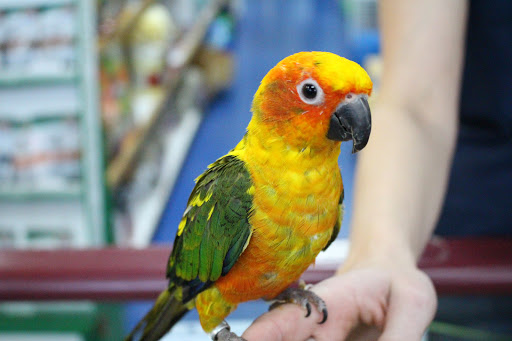 Pet Store «Pet Nation Llc», reviews and photos, 1898 Andorra St, Navarre, FL 32566, USA