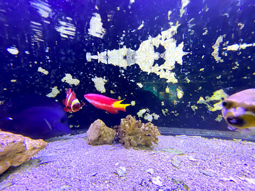 Tropical Fish Store «Lovely Pets Aquarium Store», reviews and photos, 69 Parkingway, Quincy, MA 02169, USA