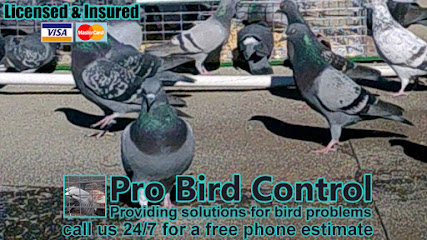 Pro Bird Control Birmingham