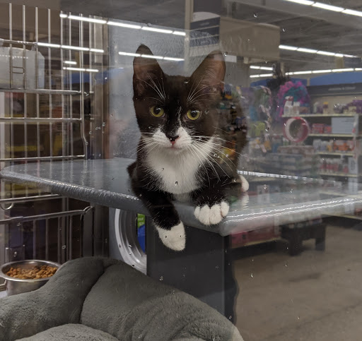 Pet Supply Store «PetSmart», reviews and photos, 350 Walt Whitman Rd, Huntington Station, NY 11746, USA