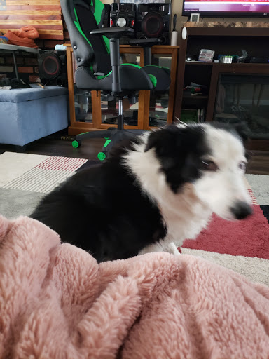 Bakery «Woofies Gourmet Dog Bakery», reviews and photos, 5087 W Ridge Rd, Spencerport, NY 14559, USA