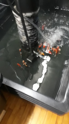 Tropical Fish Store «Tropi-Quatics Pet Center», reviews and photos, 337 S Main St, Lombard, IL 60148, USA