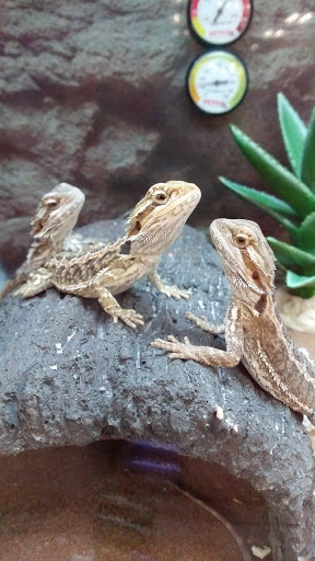 Pet Supply Store «Petco Animal Supplies», reviews and photos, 430 N Euclid St, Anaheim, CA 92801, USA