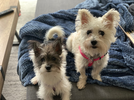 Pet Supply Store «Pet Supplies Plus», reviews and photos, 800 Linton Blvd, Delray Beach, FL 33444, USA